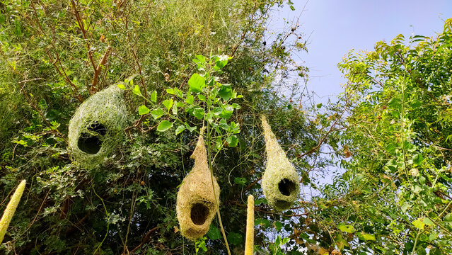 Hanging sparrow's nests on the tree, bird nests on tree branches