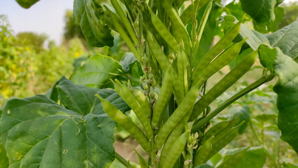 Cluster beans pods on plants, cluster beans field