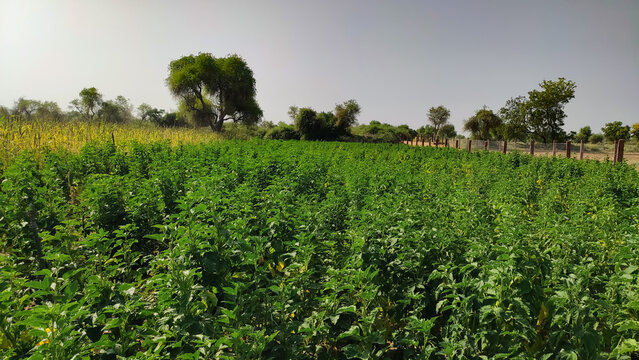 Young cluster beans crop field, landscape view