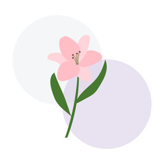 Illustration of a lily on a white background.