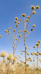 Echinops Echinatus flowers, thorny flowers of globe Thistle with blue sky