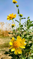 Golden Crownbeard (Verbesina Encelioides) blossoming flowers, close up image