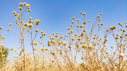Echinops Echinatus flowers, thorny flowers of globe Thistle with blue sky