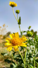 Golden Crownbeard (Verbesina Encelioides) blossoming flowers, close up image