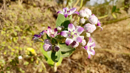 Calotropis Gigantea flowers close up view