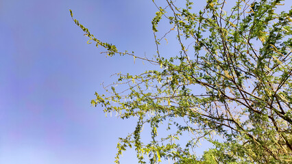 Prosopis pallida (mesquite tree) tree branches with blue sky