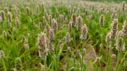 Young Plantago Ovata (Isabgol) flowering crop field