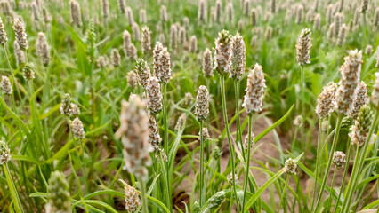 Young Plantago Ovata (Isabgol) flowering crop field, landscape view