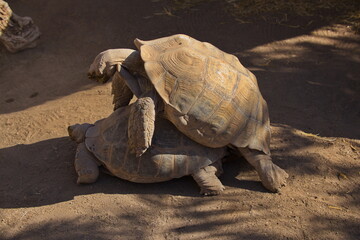Mating tortoises in Cocodrilo Park on Gran Canaria,Canary Islands,Spain,Europe
