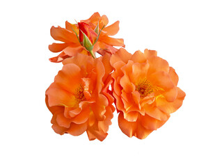 Beautiful orange rose growing isolated