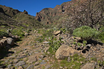 Hiking track in Barranco de Guayadeque on Gran Canaria,Canary Islands,Spain,Europe
