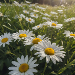 Fototapeta premium a many white and yellow flowers in a field