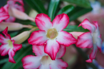 Beautiful Adenium or desert rose flower. Pink adenium flower with blur green leaves background. Bright red azalea flower planted in garden. Floral background. Tropical flower Pink Adenium. Desert rose