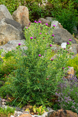 Gewöhnliche Eselsdistel (Onopordum acanthium)	