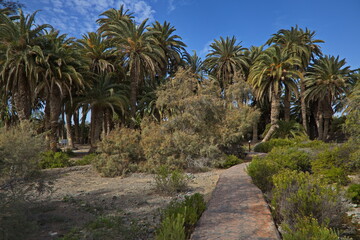 Palm forest in Parque Tony Gallardo at Maspalomas on Gran Canaria,Canary Islands,Spain,Europe
