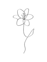 Illustration of line art lily on white background.