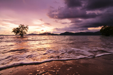 Fototapeta premium Landscape with mangrove trees on low tide beach in sunset time