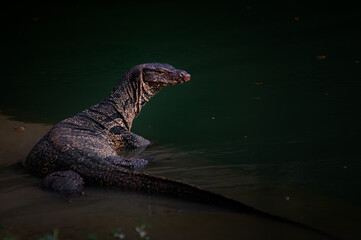 The Asian water monitor (Varanus salvator) is a large varanid lizard native to South and Southeast...
