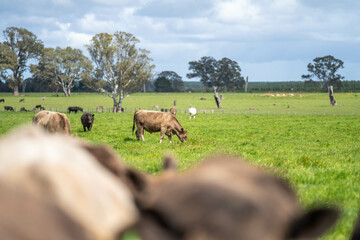 European Cattle Farming with Aussie Twist for Success Story in Sustainable Agriculture and Livestock Management in Idyllic Rural Landscapes in germany