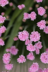 桜色のアルメリア