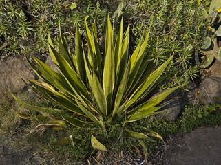 Obraz premium Agave plant in Barranco de los Cernicalos on Gran Canaria,Canary Islands,Spain,Europe 