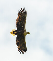 white-tailed eagle (Haliaeetus albicilla) in flight