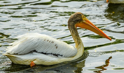 Dalmatian pelican (Pelecanus crispus) floating on water