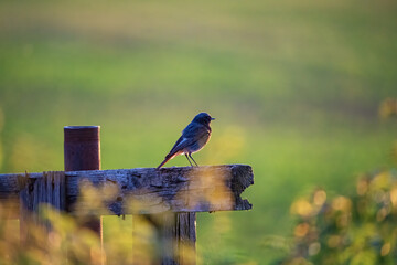 photos from different places of wild nature