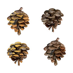 Fir pine tree spruce conifer cone, dark brown with gold decoration. Hand drawn watercolor botanical illustration. Single object isolated white background. Design wedding, cards, florist shop, bouquet.