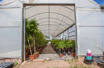 Lane for the reproduction of plants in a nursery