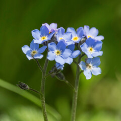 Blüte des Vergißmeinnicht