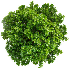 Fototapeta premium Carya Ovalis Tree View Isolated on Transparent or White Background, PNG