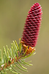 junger Fichtenzapfen im Frühling