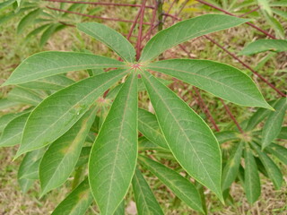 cassava, cassava leaves, tropical plants, green plants, nature, gardens, tropical plants, Indonesian plants,
