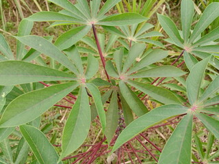 cassava, cassava leaves, tropical plants, green plants, nature, gardens, tropical plants, Indonesian plants,

