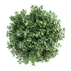 Obraz premium Top View of Phillyrea Angustifolia Plant - Garden Pla Isolated on Transparent or White Background, PNG