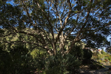 Eucalyptus tree in botanical garden Jardin Botanico Canario Viera y Clavijo on Gran Canaria,Canary Islands,Spain,Europe
