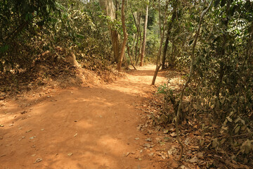 Fototapeta premium road in Cambodian forest