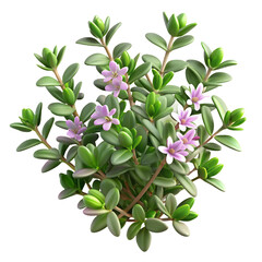 Obraz premium A Bunch Of Fresh Fragrant Wild thyme Hyperrealistic Highly Detailed Isolated On Transparent Background Png File White Background Photo Realistic Image