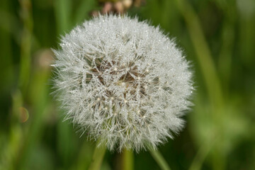 Pusteblume mit Morgentau