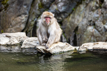 japanese macaque sitting on the rock