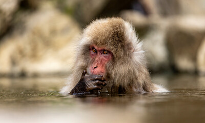 Fototapeta premium Snow Monkey in water