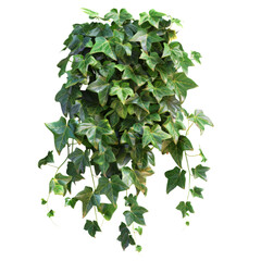 Fototapeta premium Boston Ivy Isolated on Transparent Background - Ideal for Nature-Inspired Designs, Botanical Art, and Home Decor Projects