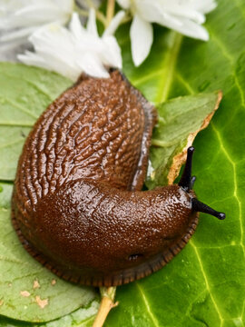 Closeup of a brown slug on a green leaf in a garden
