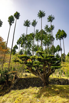 Daisugi tree