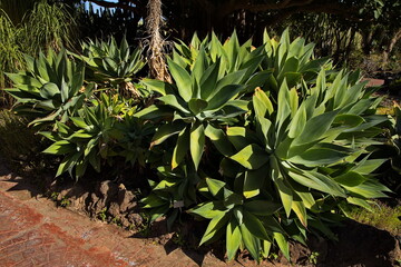 Agave attenuata in botanical garden Jardin Botanico Canario Viera y Clavijo on Gran Canaria,Canary Islands,Spain,Europe
