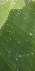 Concept of tropical banana leaves in lush gardens, large palm leaves, rainwater on banana leaves