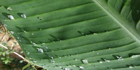 tropical banana leaf texture in garden, abstract green leaf, rainwater on fresh banana leaves