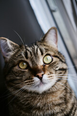 close-up portrait of a domestic tabby cat with big green eyes. close-up of a pet looking directly at the camera