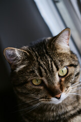 close-up portrait of a domestic tabby cat with big green eyes. close-up of a pet looking directly at the camera